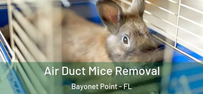 Air Duct Mice Removal Bayonet Point - FL